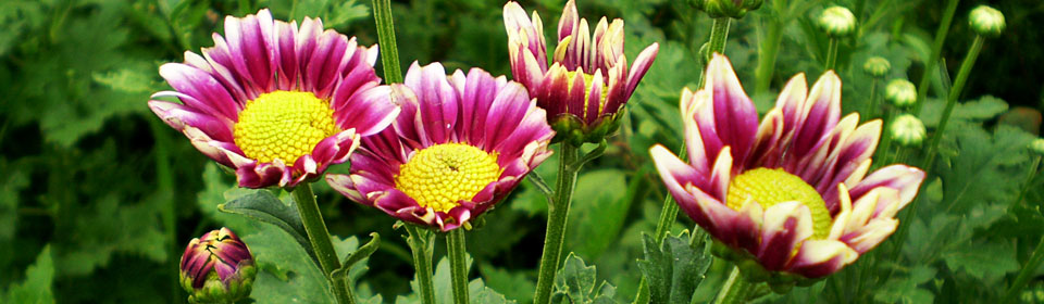 防火墙系统的ddos压力测试网页端